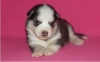 siberian husky puppies for your home